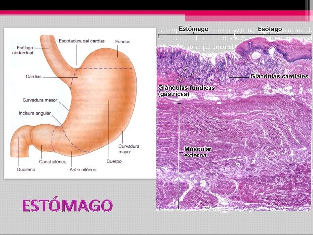 http://image.slidesharecdn.com/histologiaestomagoduyeei1-131112172011-phpapp02/95/histologia-estomagoduodeno-y-yeyuno-2-638.jpg?cb=1384277001