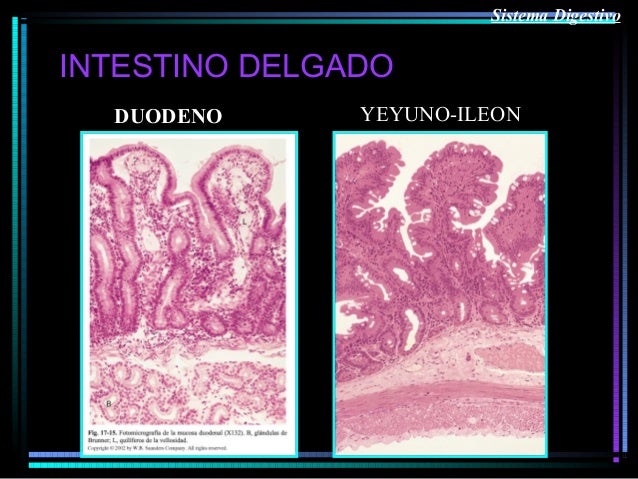 Histologia sistema digestivo