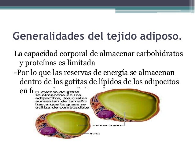 Histologia tejido adiposo