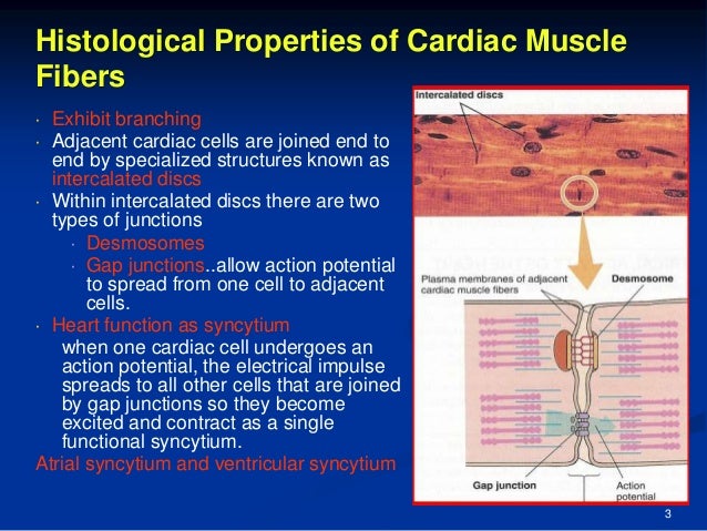 Histology of cardiac muscle