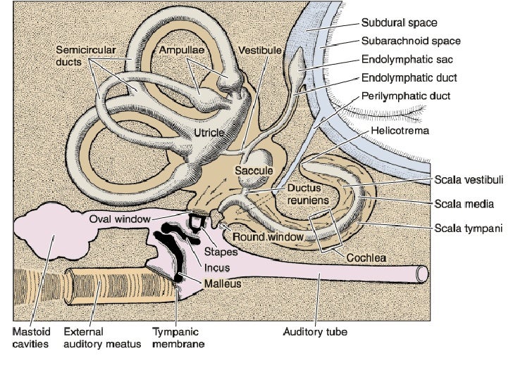 Histology of ear