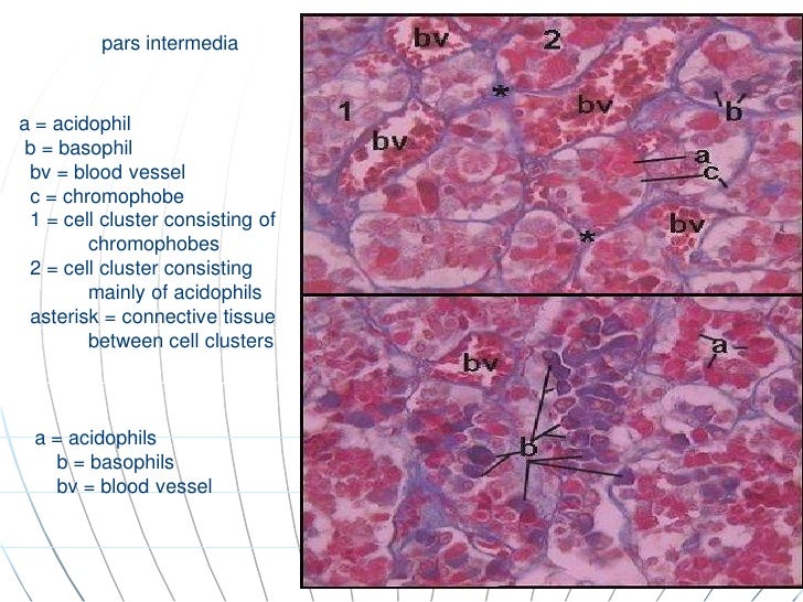 Histology of endocrine system