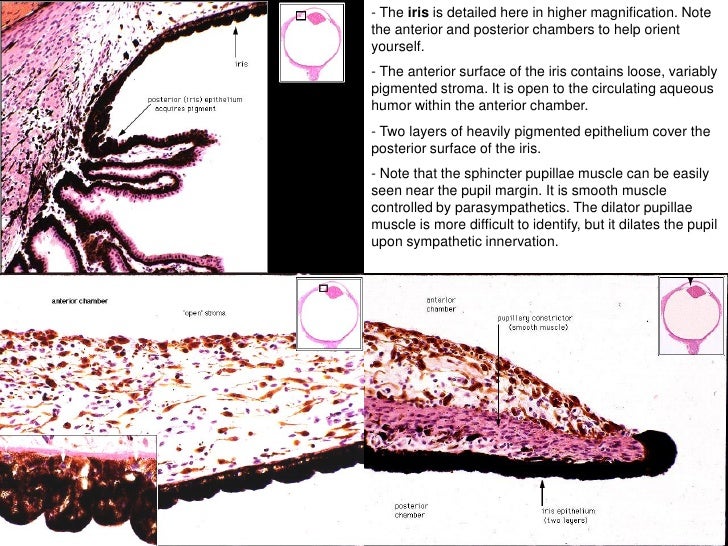 Histology of eye
