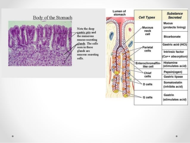 Histology of gastrointestinal tract