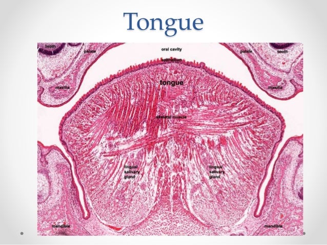Histology of gastrointestinal tract