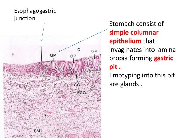 Histology of git