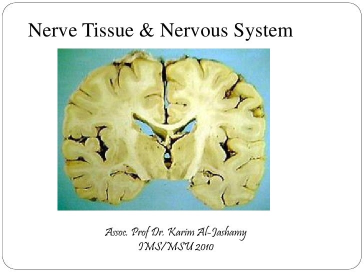 nervous system and nervous tissue Identify and understand the connective tissue elements of the central and peripheral nervous systems 4 distinguish between specific organs/structures in the. nervous system and nervous tissue Identify and understand the connective tissue elements of the central and peripheral nervous systems 4 distinguish between specific organs/structures in the.