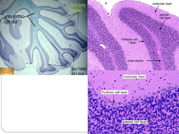 Role Of Arbor Vitae In Cerebellum - Sheep Brain Temporal Lobe Function