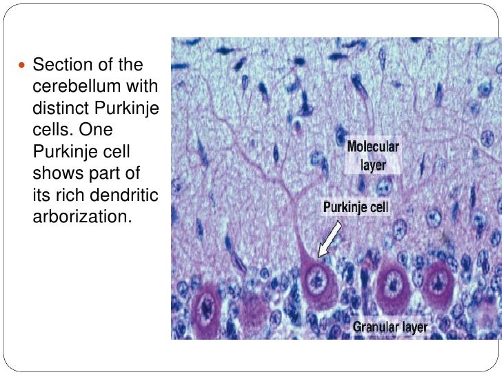 Histology of nerve sys...