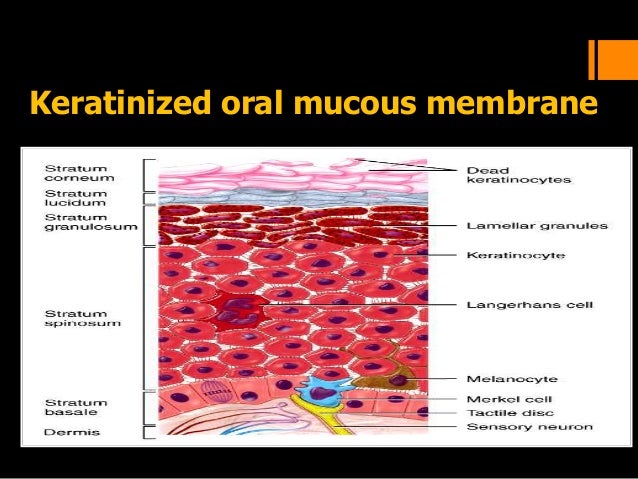Histology of oral mucous membrane and gingiva melanocytes cell diagram 