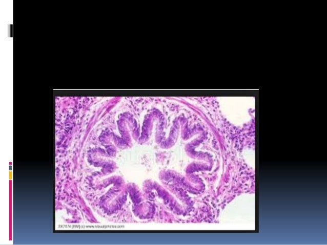 Histology of trachea and lung