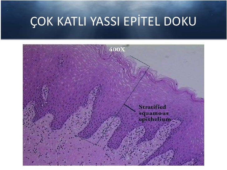 Histoloji epitel doku