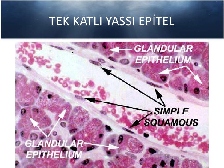 Histoloji epitel doku