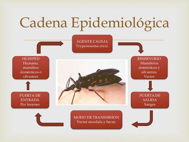 Historia natural de la enfermedad de chagas