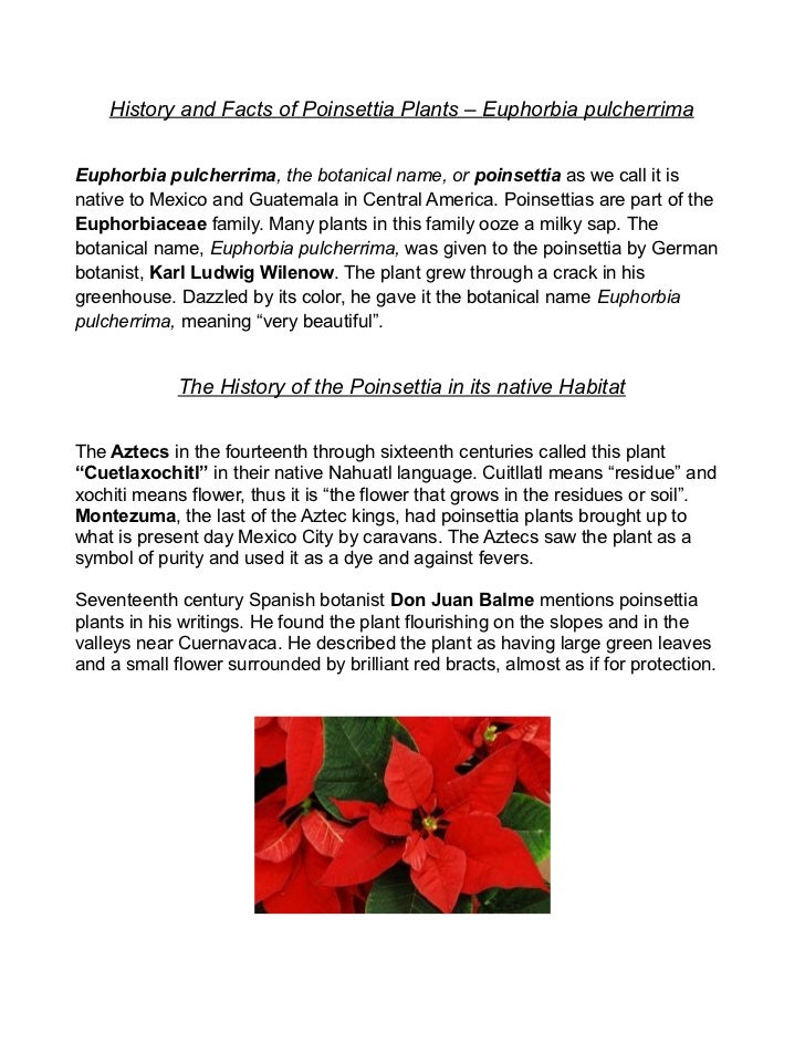 history and facts of poinsettia plants euphorbia pulcherrima why poinsettias at christmas