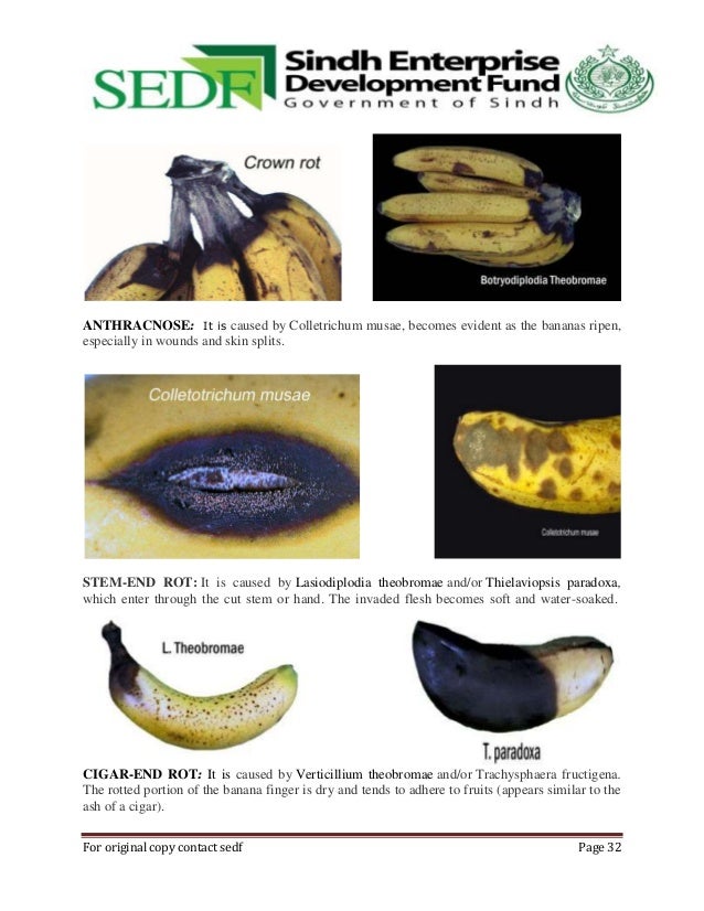Banana Guide Gay 29