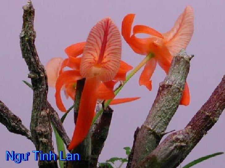 Image%20result%20for%20hoa%20lan