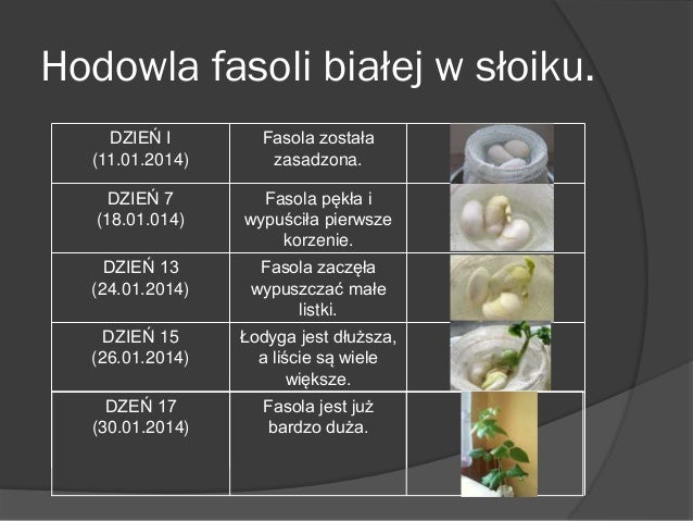Hodowla Fasoli W Słoiku Opis