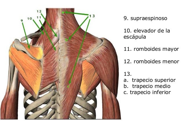 Hombro Y Clavícula. Anatomía. Radiología.