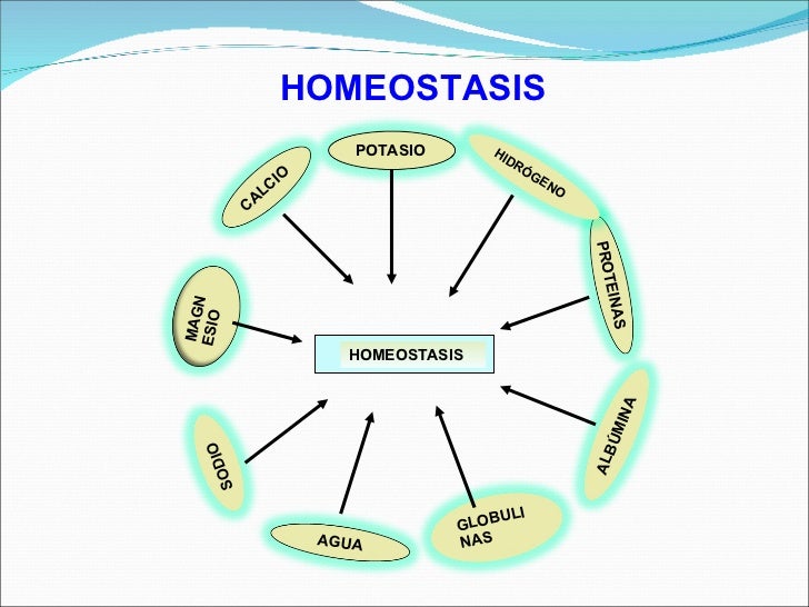 Homeostasis
