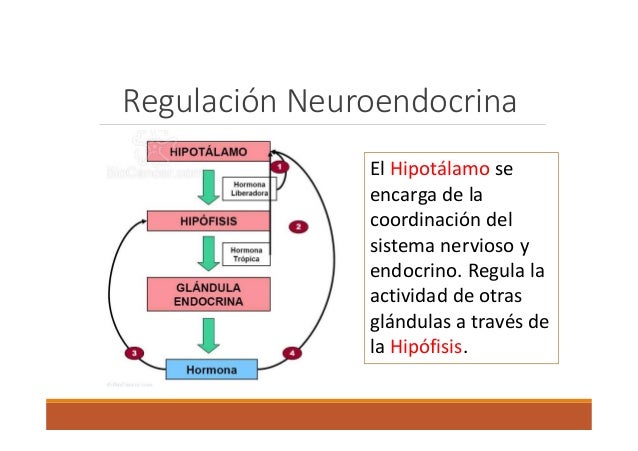 Homeostasis