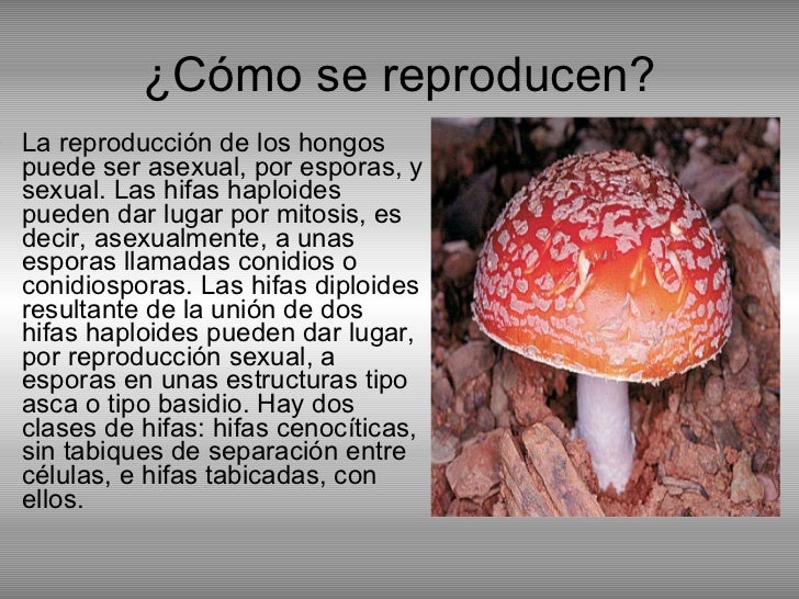 La crema la cera es sana para el tratamiento del hongo de las uñas