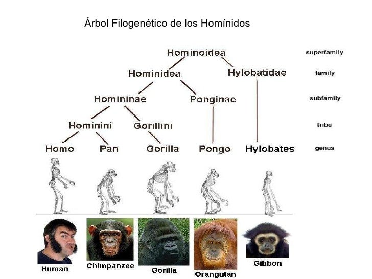 Hom nido S hom-nido-s