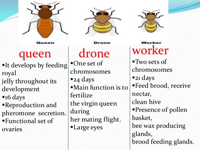 social organisation of... Queen Honey Bee Mating