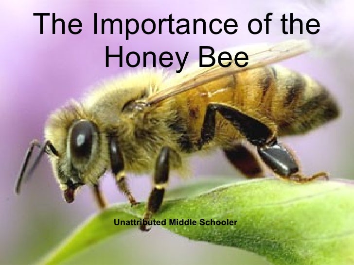 Honey Bee Presentation Final