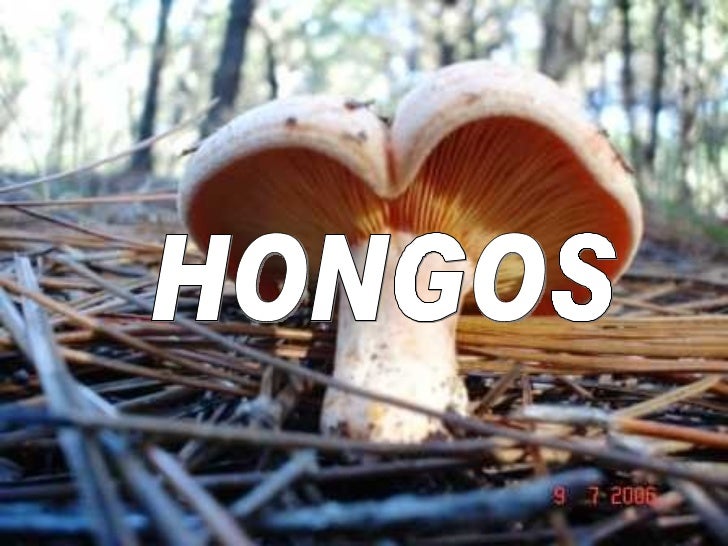 El tratamiento del hongo sobre la planta