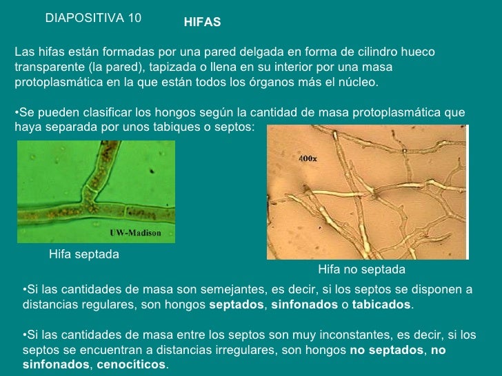 Hongos