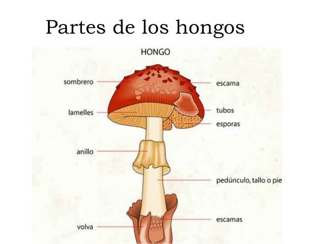 El análogo ekzoderila del hongo de la piel