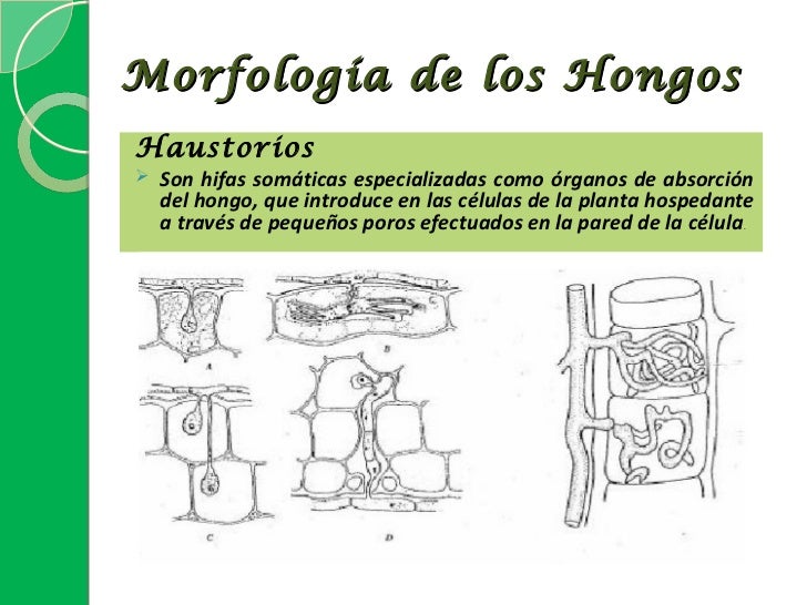 El hongo sobre las uñas las disputas del micelio
