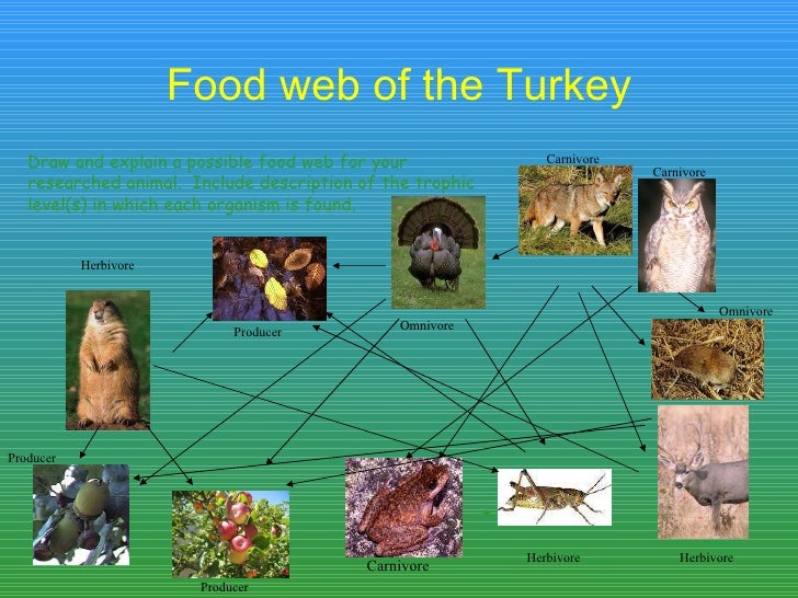 Wild Turkey Food Chain Wild Turkey Food Chain