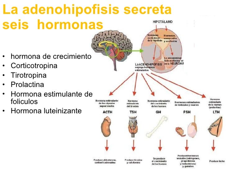 Hormona de crecimiento