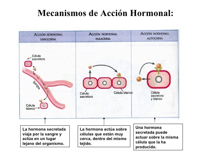 Hormonas