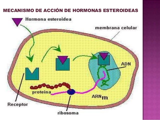 Hormonas tipos y mecanismo de acción Hormonas tipos y mecanismo de acción