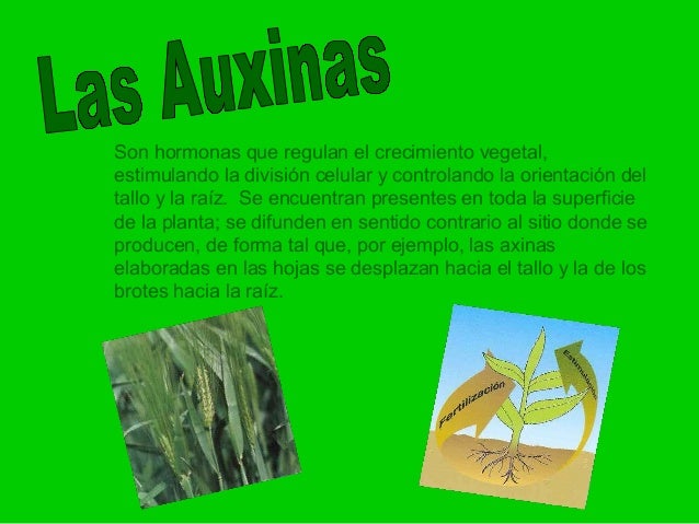 La máscara para los cabellos yaichnyy la espumilla con el extracto del mango