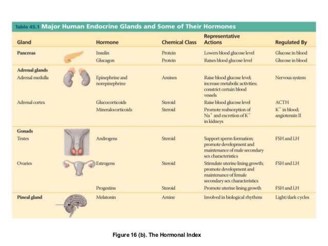 Hormones and Endocrine System
