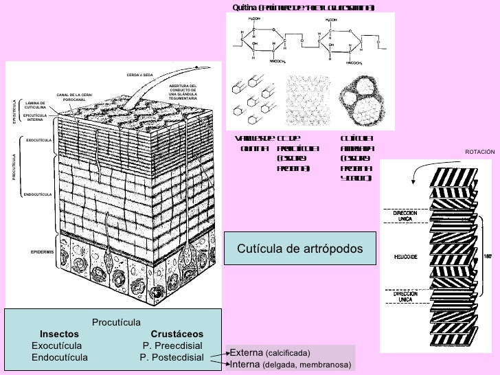 Resultado de imagen de Cutícula (artrópodos)