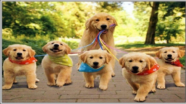house a golden retriever house breaking your golden retriever house a golden retriever house breaking your golden retriever