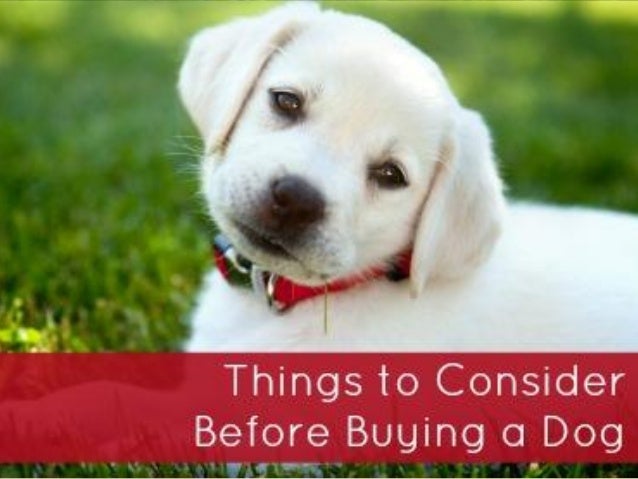 how to consider before buying a dog