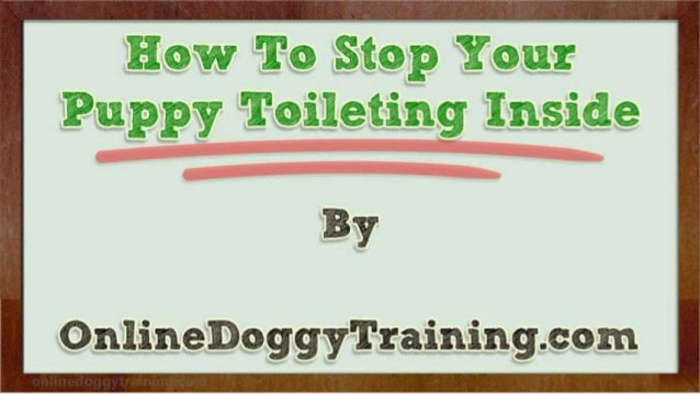 how to stop a from indoors how to stop your puppy toileting inside tips how to stop a from indoors how to stop your puppy toileting inside tips