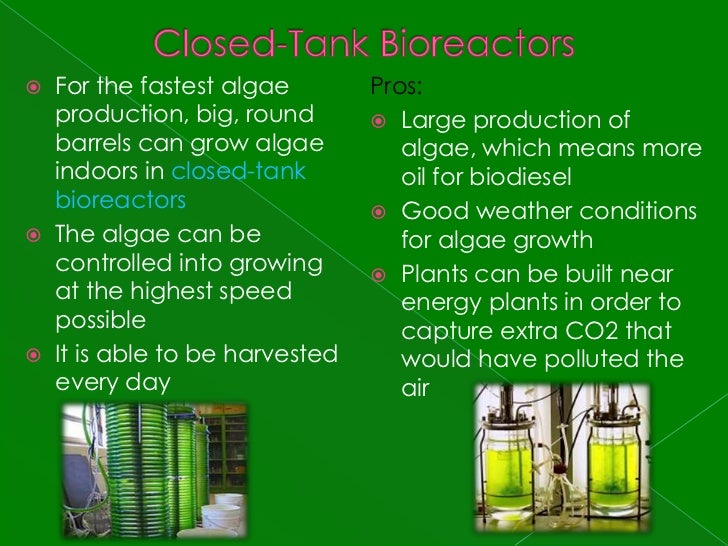 algae biodiesel thesis Ii permission to reproduce the thesis scale-up of algae growth system to cleanse wastewater and produce oils for biodiesel production i, eric lannan, hereby grant. algae biodiesel thesis Ii permission to reproduce the thesis scale-up of algae growth system to cleanse wastewater and produce oils for biodiesel production i, eric lannan, hereby grant.