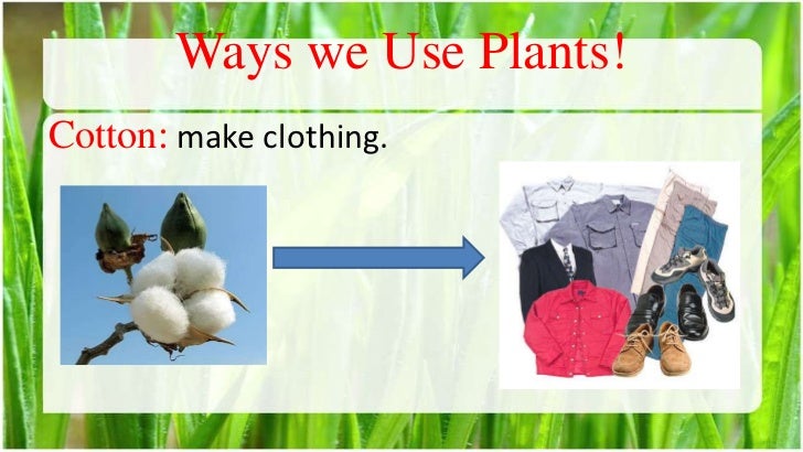 how can we group plants how can we group plants