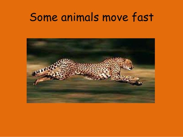 how do animals move