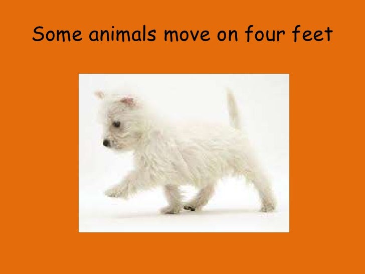 how do animals move
