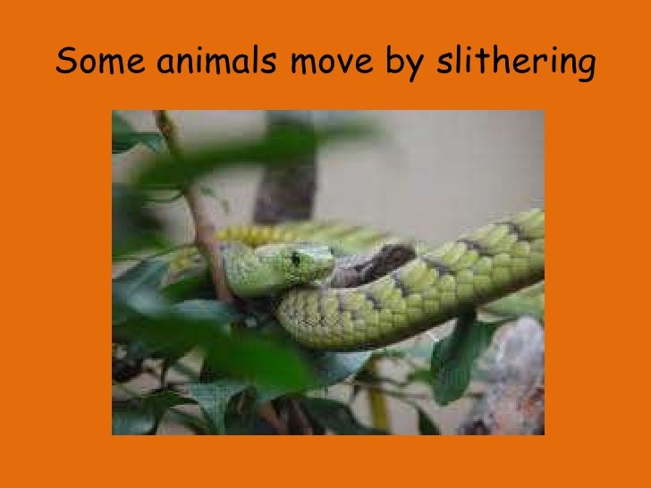 how do animals move