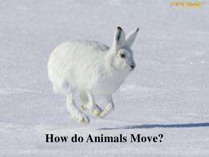 how do animals move