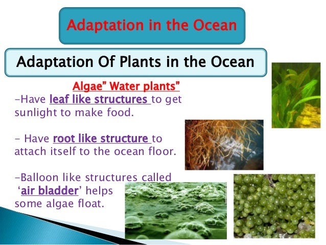 Adaptive features of plants and animals